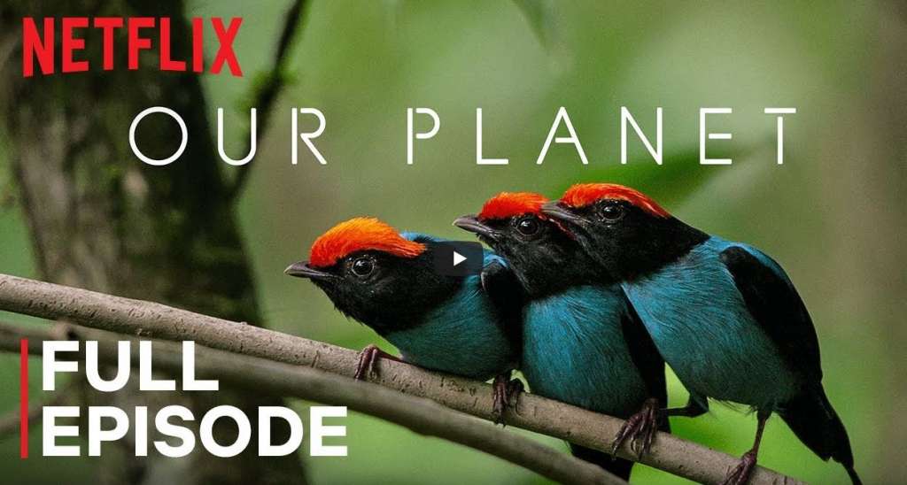 Nasza planeta za darmo na Netflix