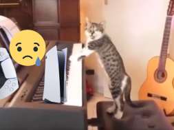 Kot zasikał PS5 PlayStation 5serwis
