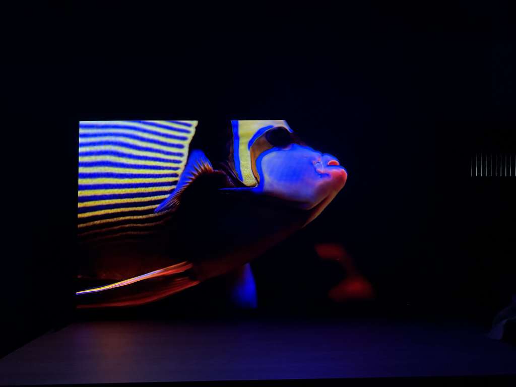 Telewizor Sony BRAVIA 8 II – test głębi czerni i kontrastu na materiale HDR z kolorową rybą